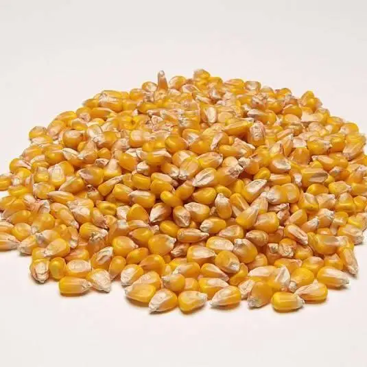 yellow maize  32.jpg