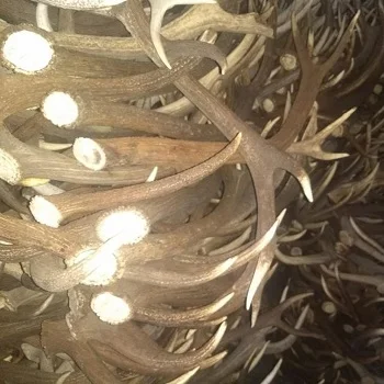 Best Top Grade Red Deer Antlers, Red Deer Antlers Horns for sale