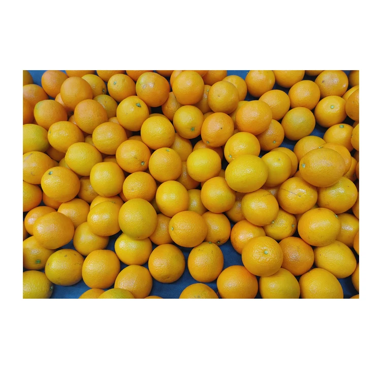 Good Quality Top Selling Pure and Natural Healthy & Nutritious Fresh Citrus Fruit Valencia Oranges from Egypt Origin Exporter