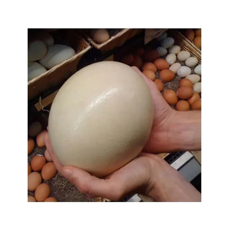 Супер качество свежих страусиных инкубационных яиц для продажи по лучшей цене