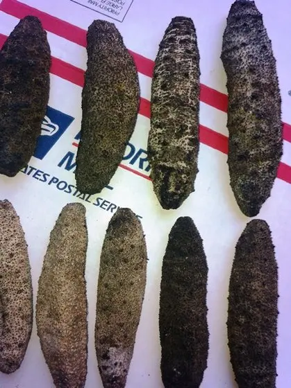 Dried Sea Cucumber with Best Price and High Quality 2022 From Vietnam