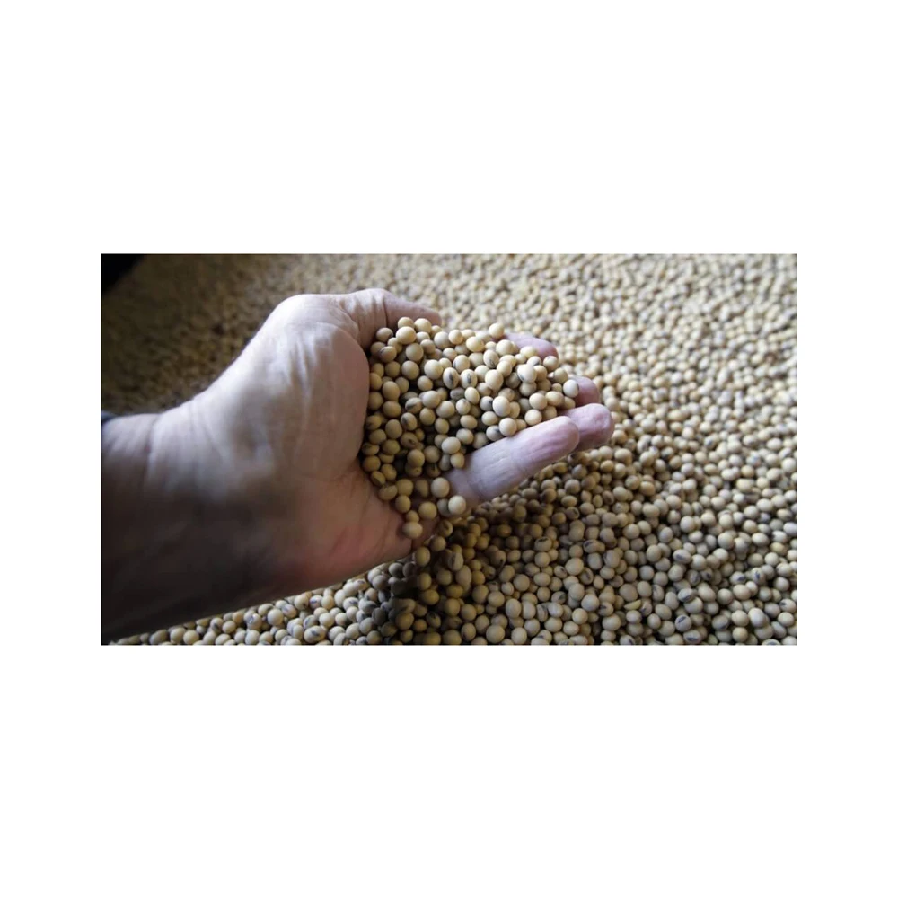 High Quality Based in USA GMO Wholesale Fresh SOYBEAN High Quality Ready to Ship