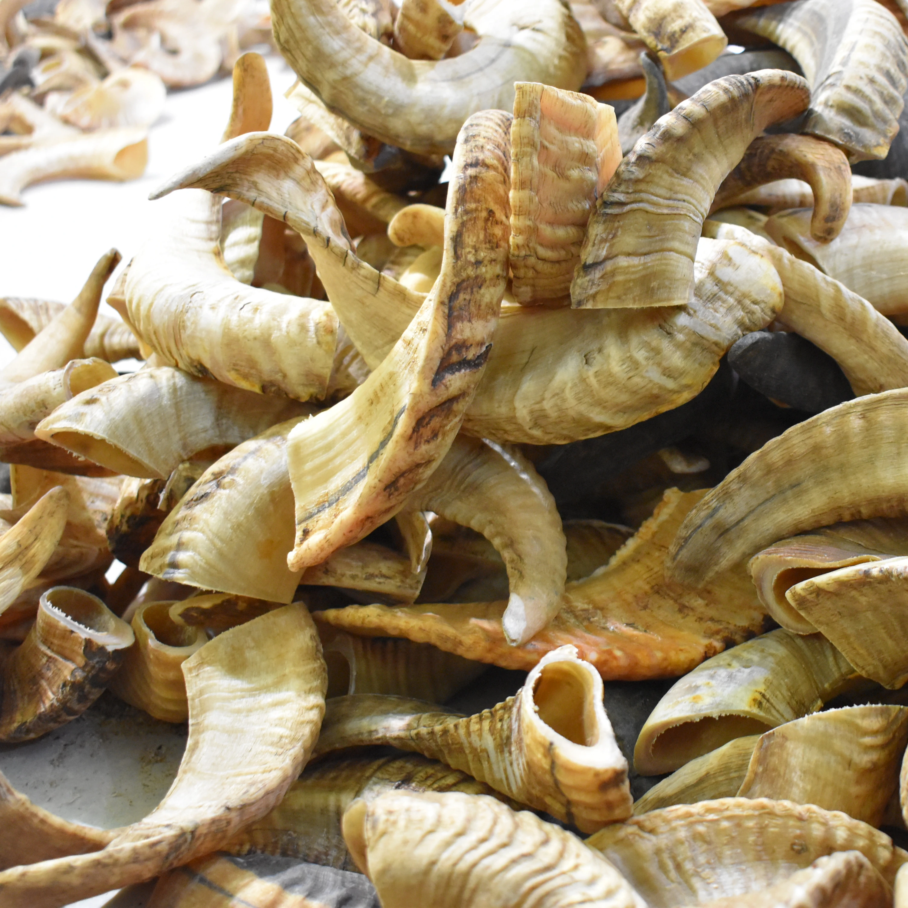 High Quality Natural Ram & Sheep Horns Indian Supplier Certified Export Goods Bulk Quantity Sale Animal Style