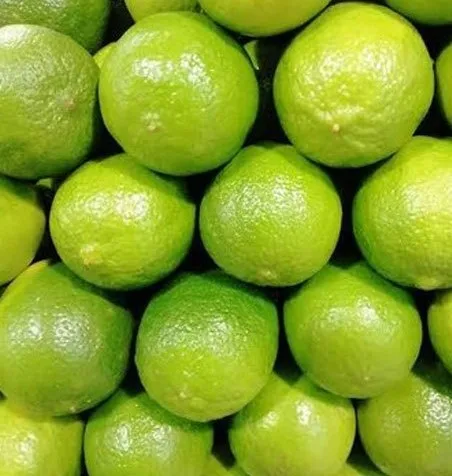 Fresh Green and Yellow Lemon Export Quality Organic Fresh Citrus Fruits at wholesale Price with Packaging