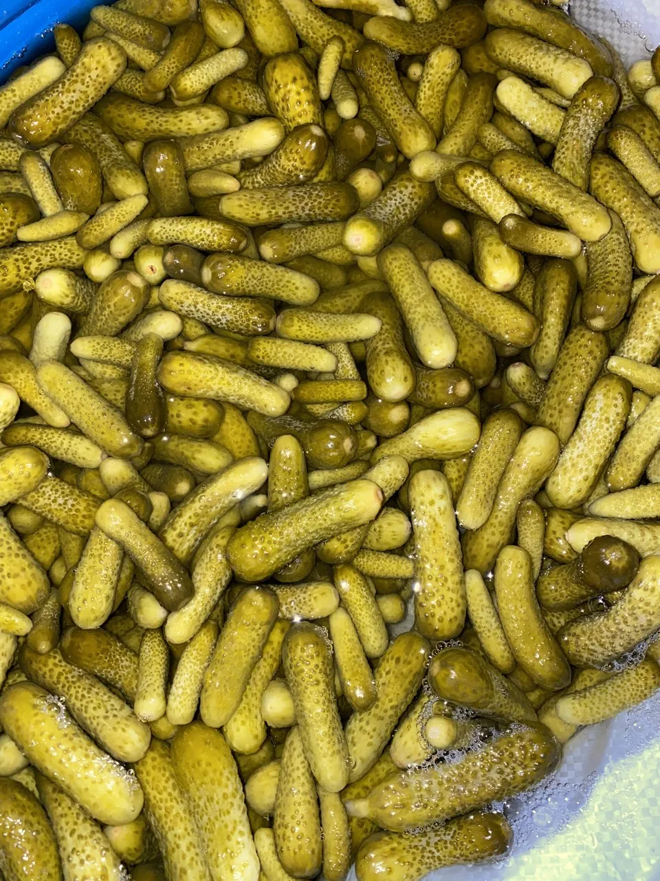 Вкусный натуральный соленый огурец/огурец маринованный высокого качества и по лучшей цене из Вьетнама