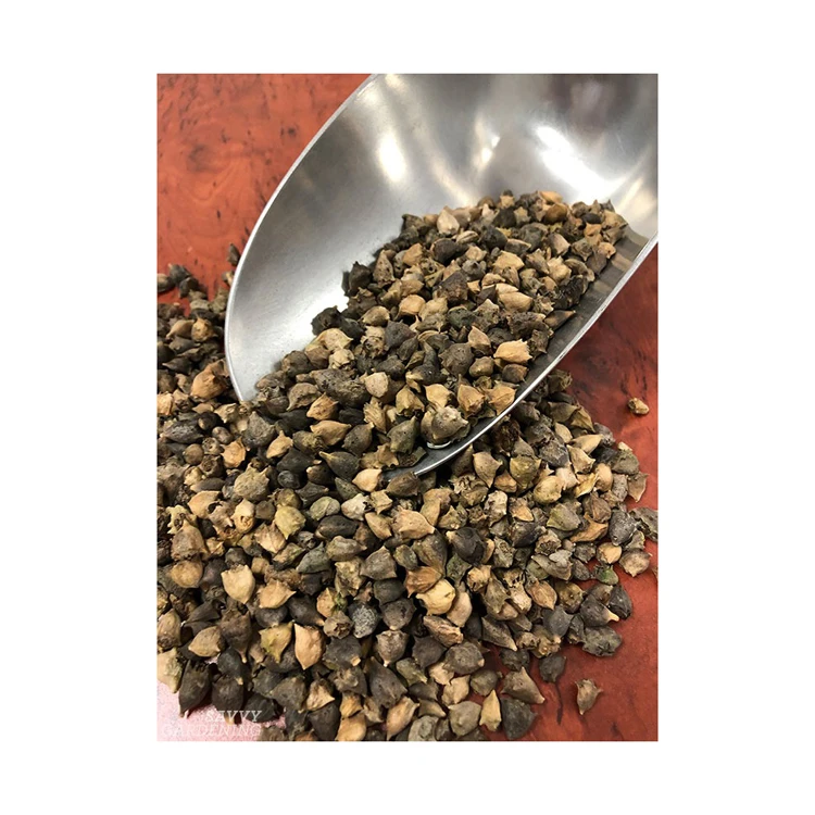 Hot Sale single row maize cabbage bean spinach seeds