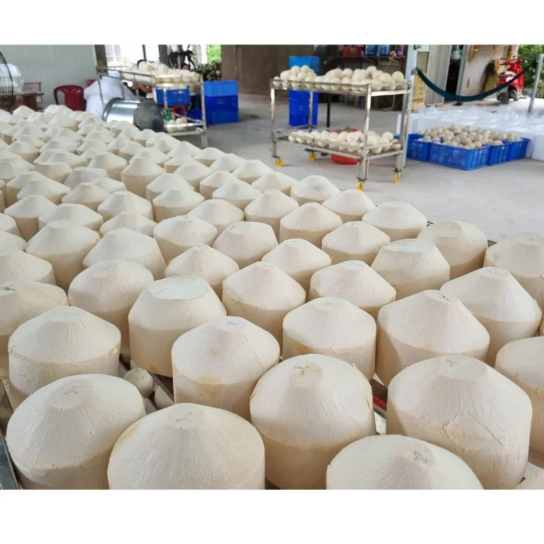 FRESH COCONUT FROM VIETNAM ORGANIC FRUITS WHOLESALE From Hoang Linh SG Vietnam+84 797 415 298 Sara