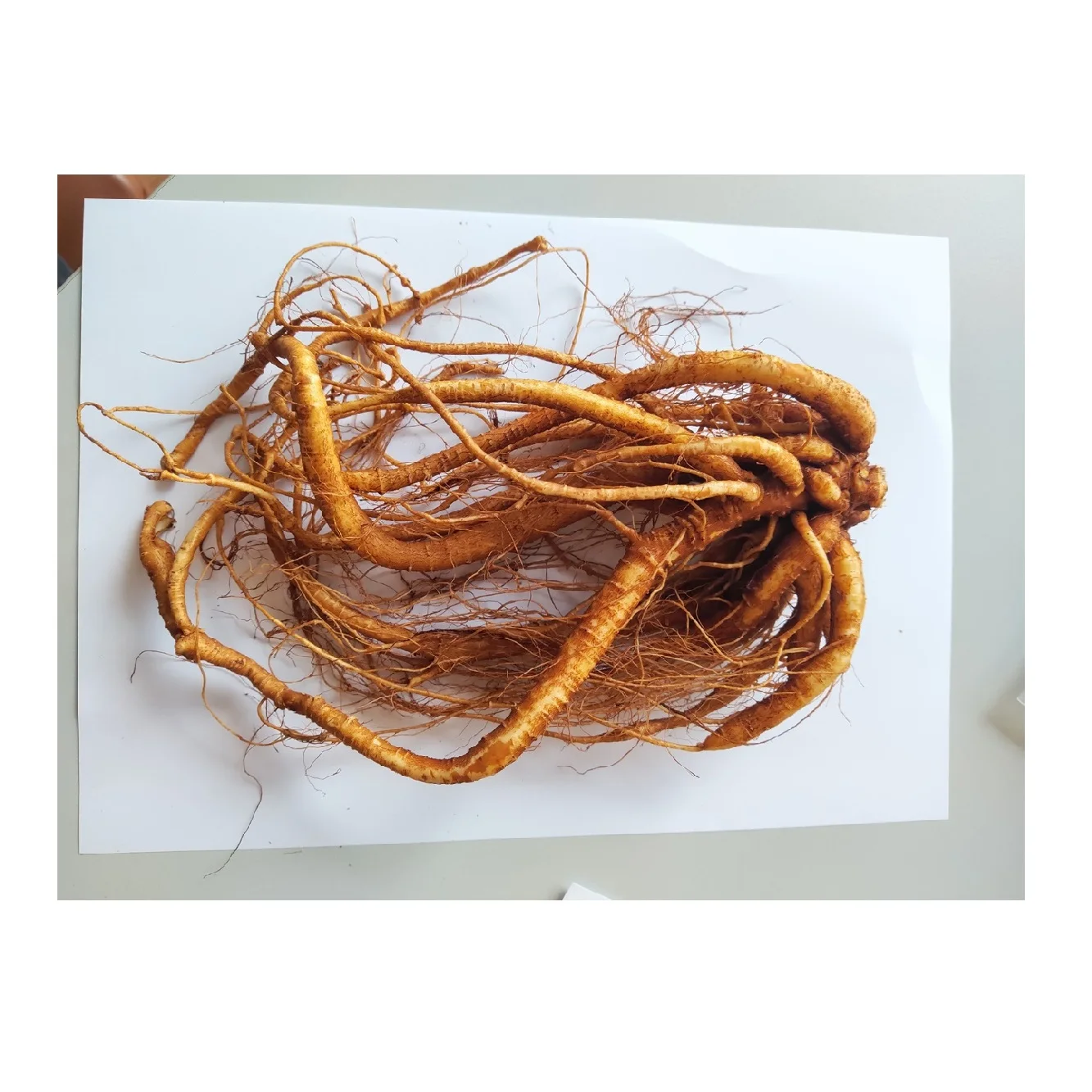 OEM/ODM Fresh Ginseng Health Food Plant Extract Mason Jar Vacuum Packed Herbal Premium Standard Ginseng Root