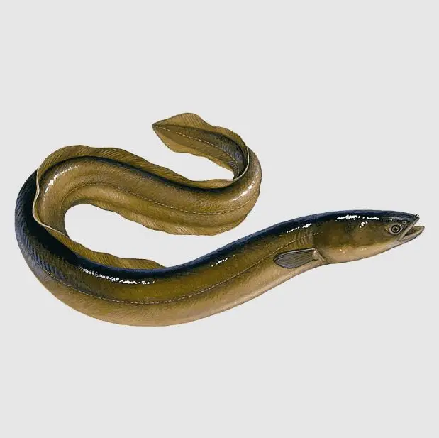 Best Frozen Top Selling Fresh Live Eel Fish Wholesale in Cheap Price Live Eels Conger Eel AD Bangladesh Life Eat Water Preserved