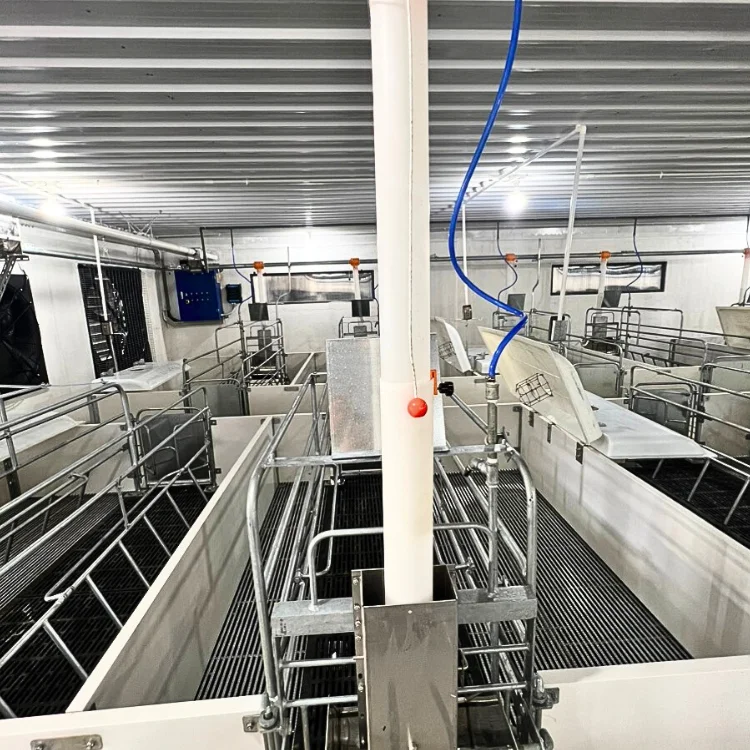 Pig Farrowing 2-Door Design Includes Chute And Cardboard Galvanised Vietnamese Manufacturer Cheap Price Pig Breeding Equipment