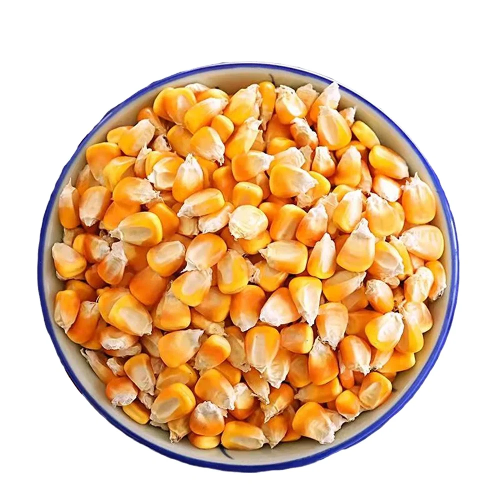 Dry Maize / dried Yellow Corn / dried Sweet Corn Best Price
