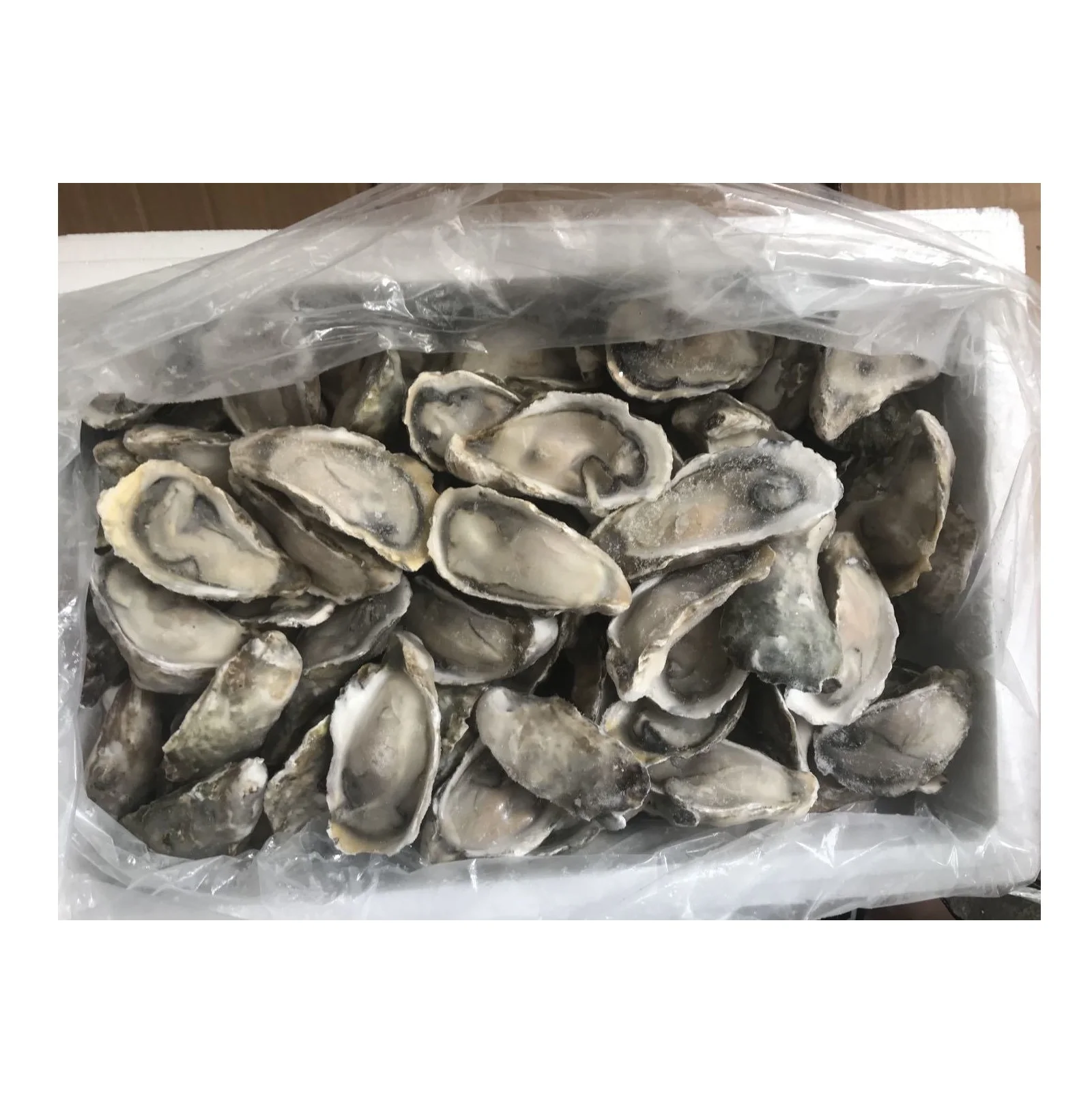 Oyster Frozen Seafood Importers, Bulk Frozen oyster with Shells