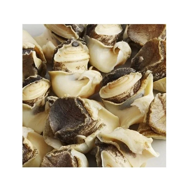 Frozen Conch Meat Seafood Wholesale