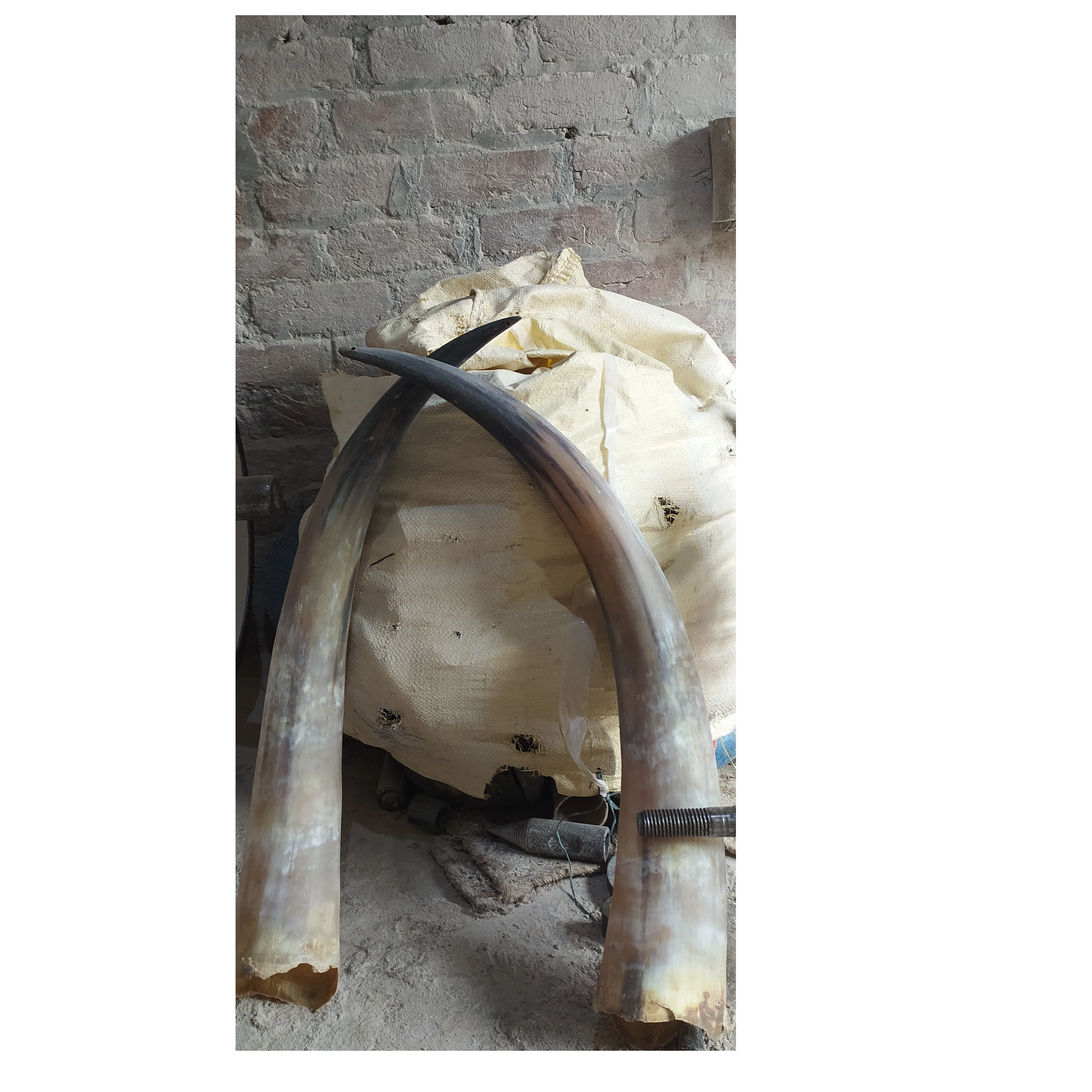 Long buffalo pair horn wall mounted customized decorate use wholesale price buffalo pair horn manufacture from India