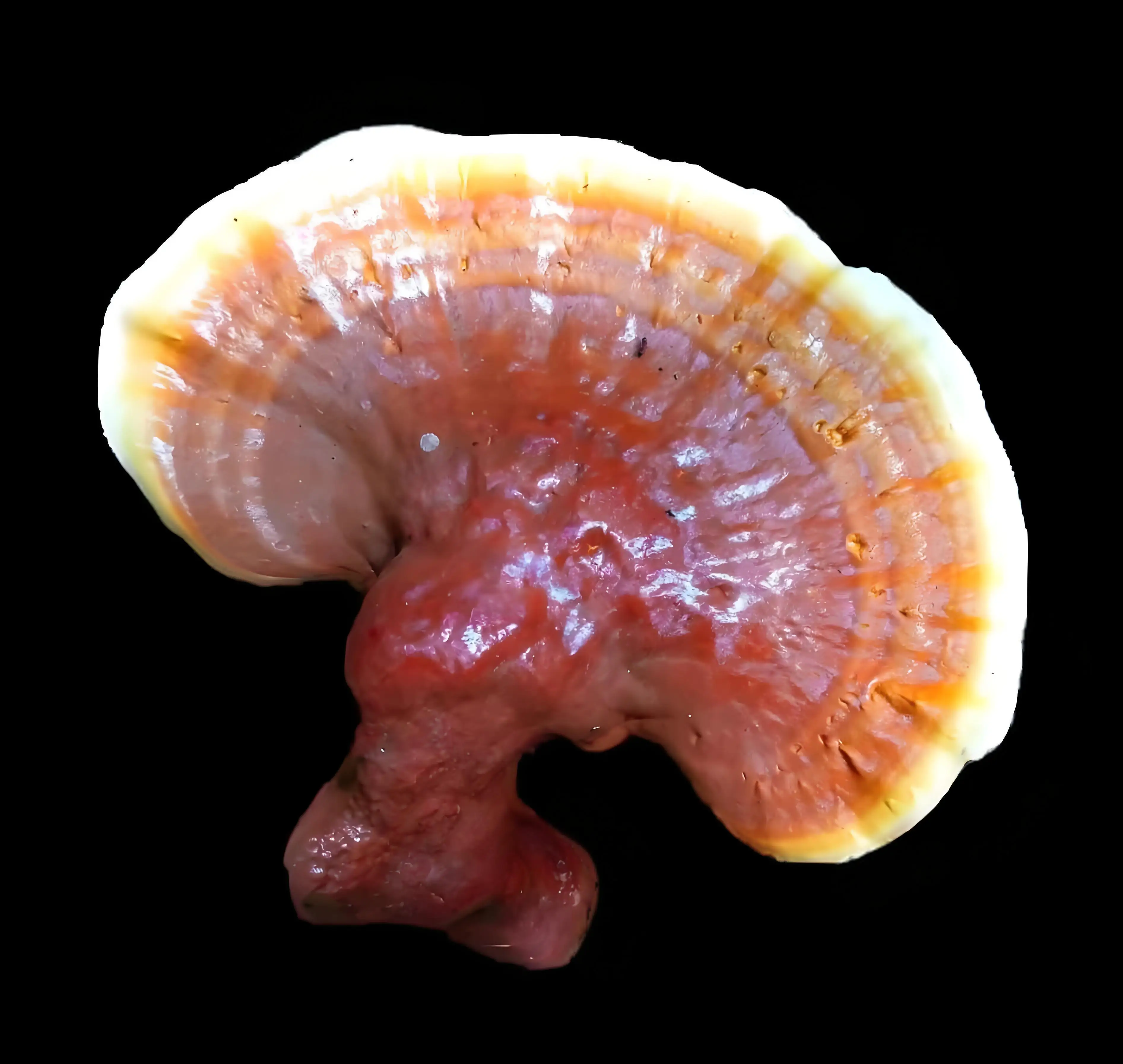 Plant Extract Reishi Mushrooms Extract 223751-82-4 (Ganoderma Lucidum) renshi plant extract with high quality