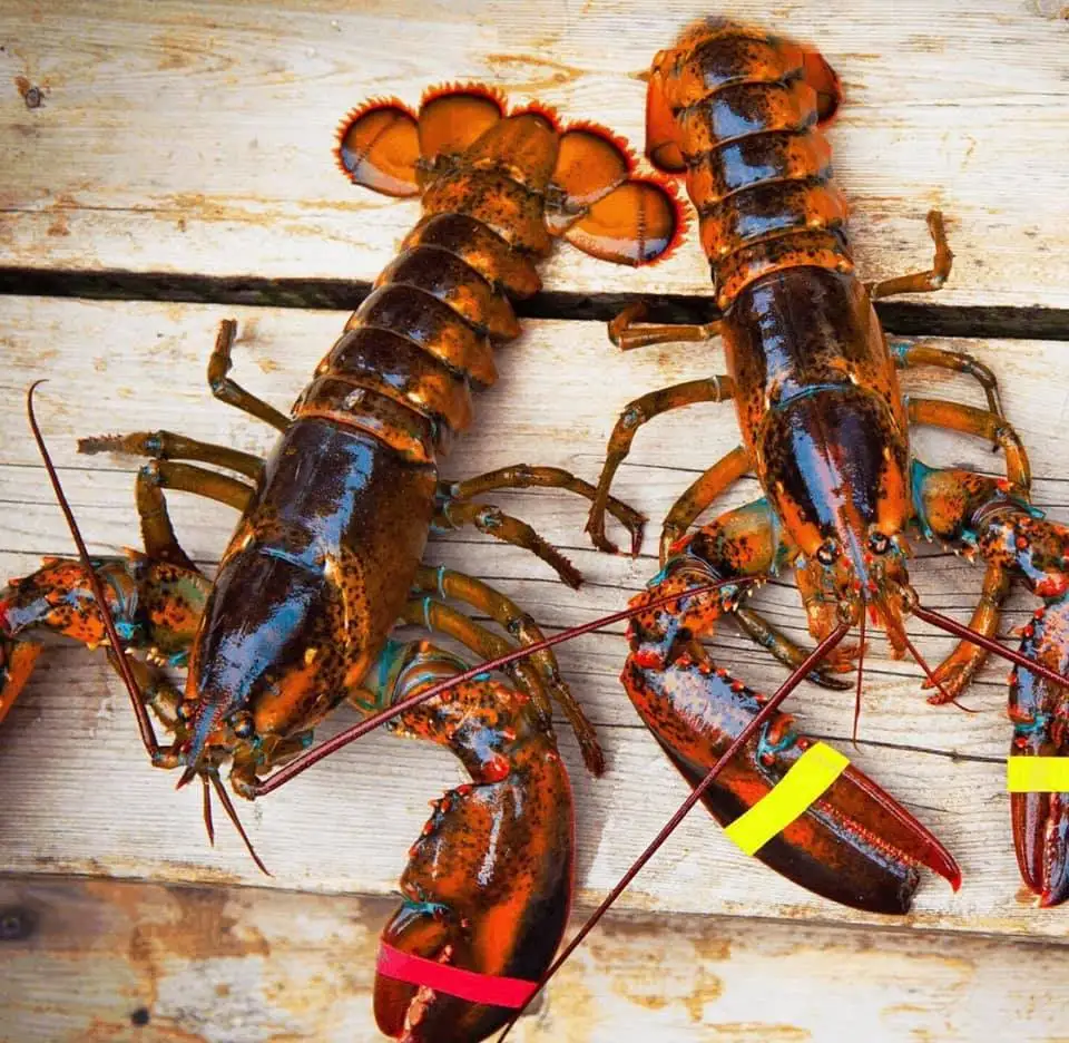 Fresh Live/Frozen Lobster for sale