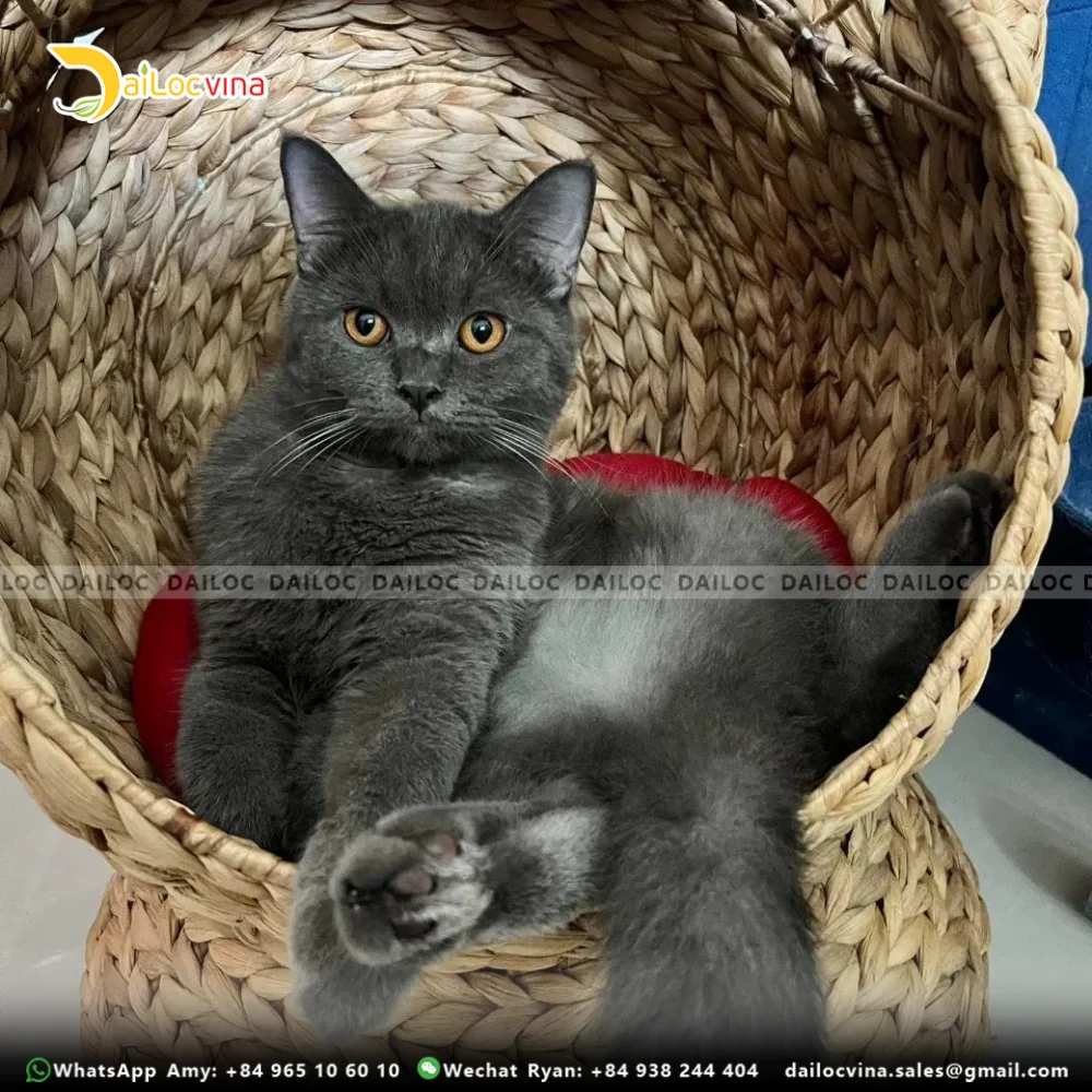 NATURAL WATER HYACINTH CAT HOUSE MR. RYAN  +84 938 244 404