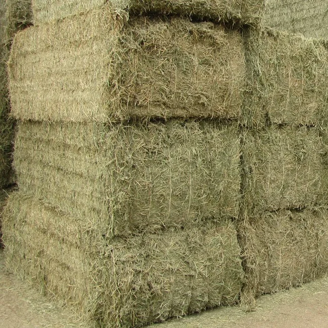 Animal Feed Grade Top Quality Alfalfa Hay Pellets For Sale Top Grade In Bulk Quality Rhodes Grass Hay 1/6 Best Factory Price