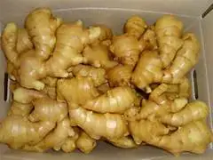 Raw Fresh Ginger - Many Different Size ( 50, 60, 80, 100, 120 gram up) In packing Bulk and Mesh Bag