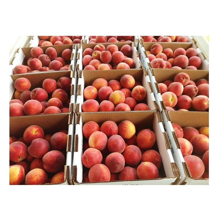 Свежие фруктовые персики высшего качества для продажи по лучшей цене