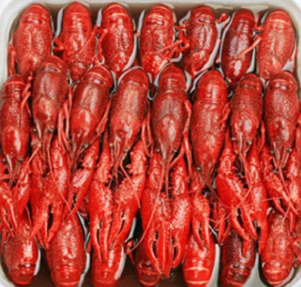 Frozen Fresh Lobster