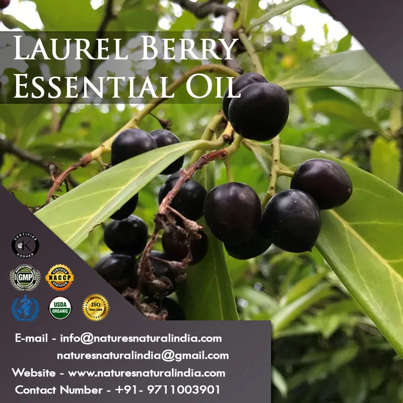 Indian Supplier high quality Essential oil at wholesales Price Pure Laurel Berry oil raw material for soap Making bay oil