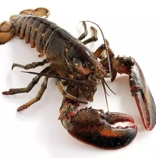 Factory Direct Supply Delicious Frozen Crawfish Marinated Lobster