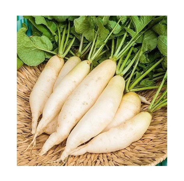 Top Quality Fresh Vegetables Radish For Sale At Best Price