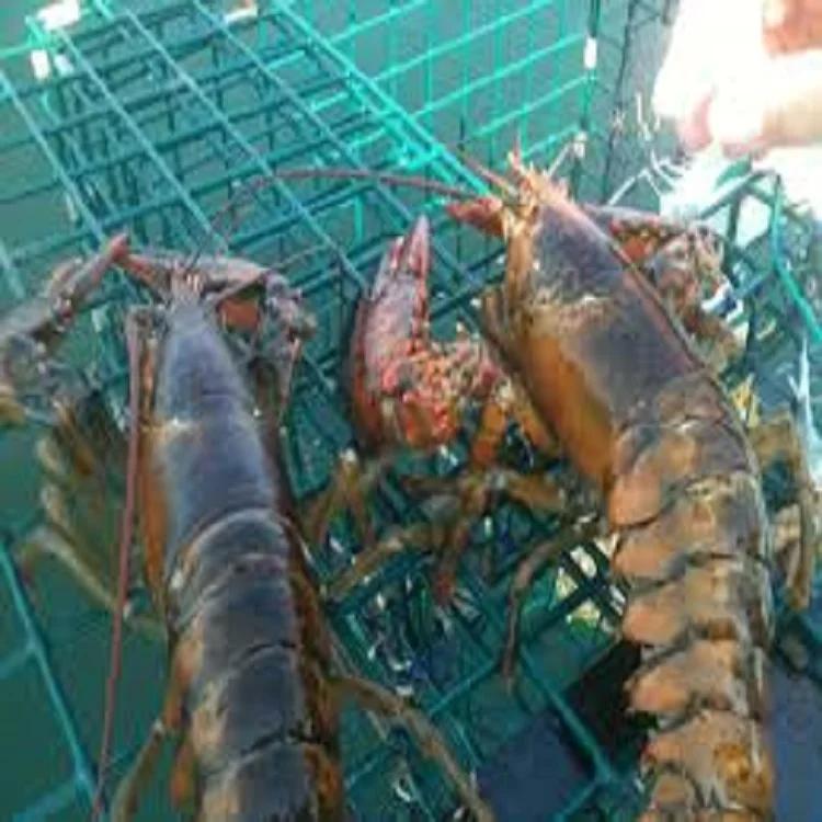 Frozen Lobster Tails Wholesale Seafood Mix