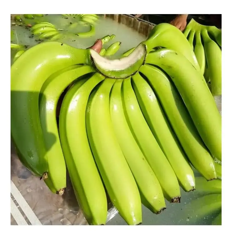 Свежие бананы зеленый банан Cavendish поставщиков