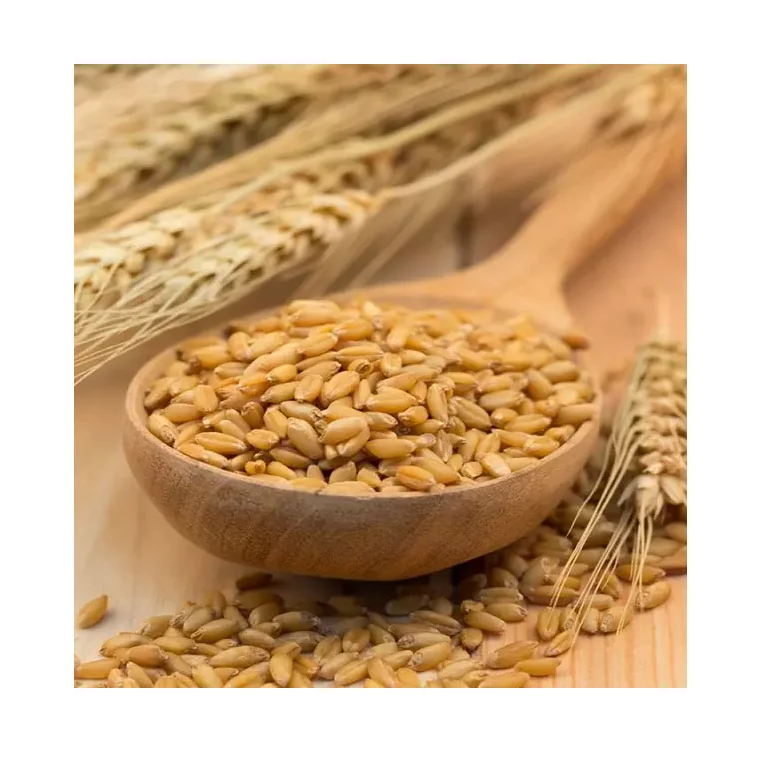 Органический овсяной, ячмень, дерево, зерна пшеничной травы-соковыжималка для кошачьей травы