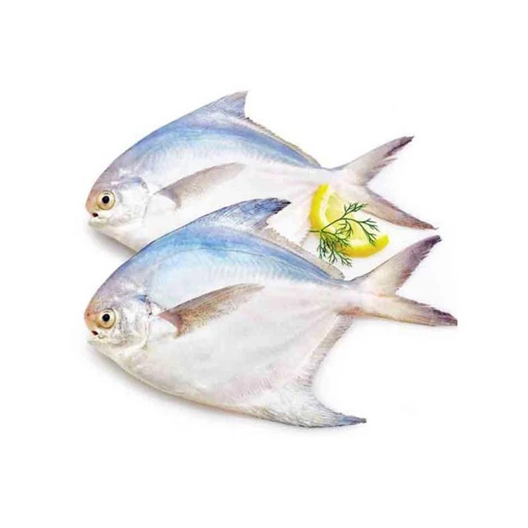 HOT SALES FROZEN FRESH RED POMFRET with cheap price (Wholesale)