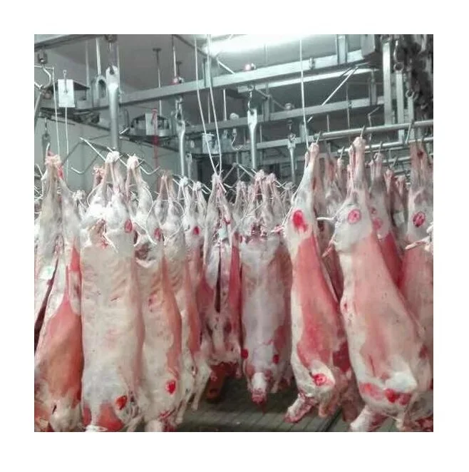 halal lamb meat frozen lamb bag packaging high grade sheep meat with 18-24 Months Shelf Life Lead Leg 25 Kg from BE frozen lamb