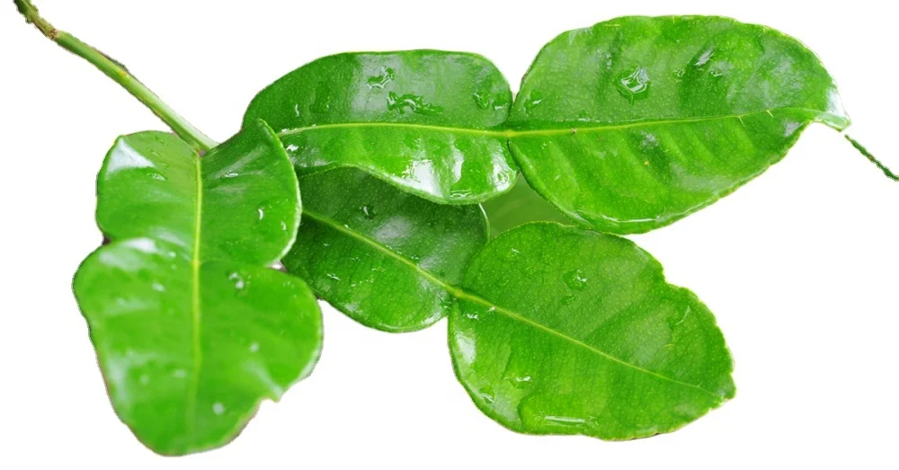 Thai Lemon leaves  From Thailand (Premium quality, Export grade, Good smell, Green, Best selling)