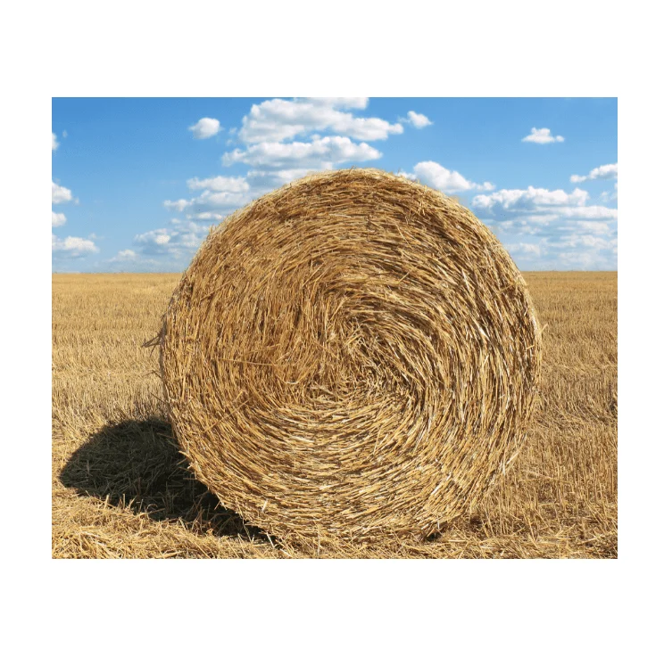 Wheat straw in medium bale 315kg. Animal Feed
