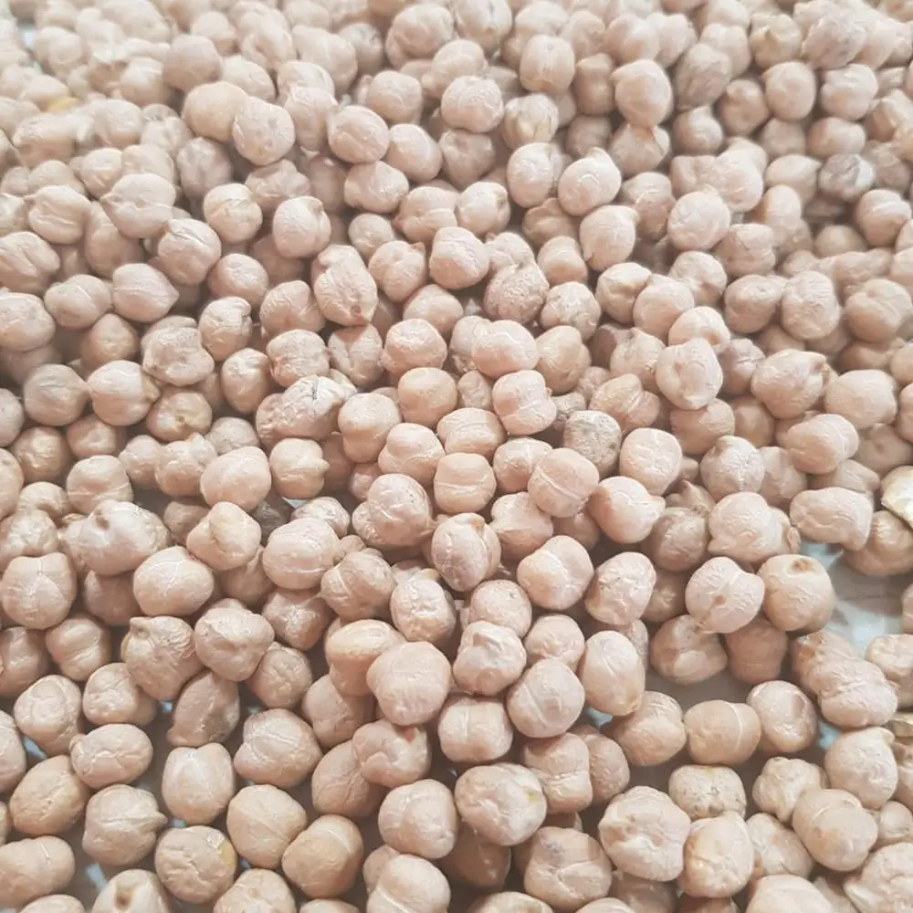 Great quality Chickpeas ecological product of Russia wholesale prices beans grains seeds for sale