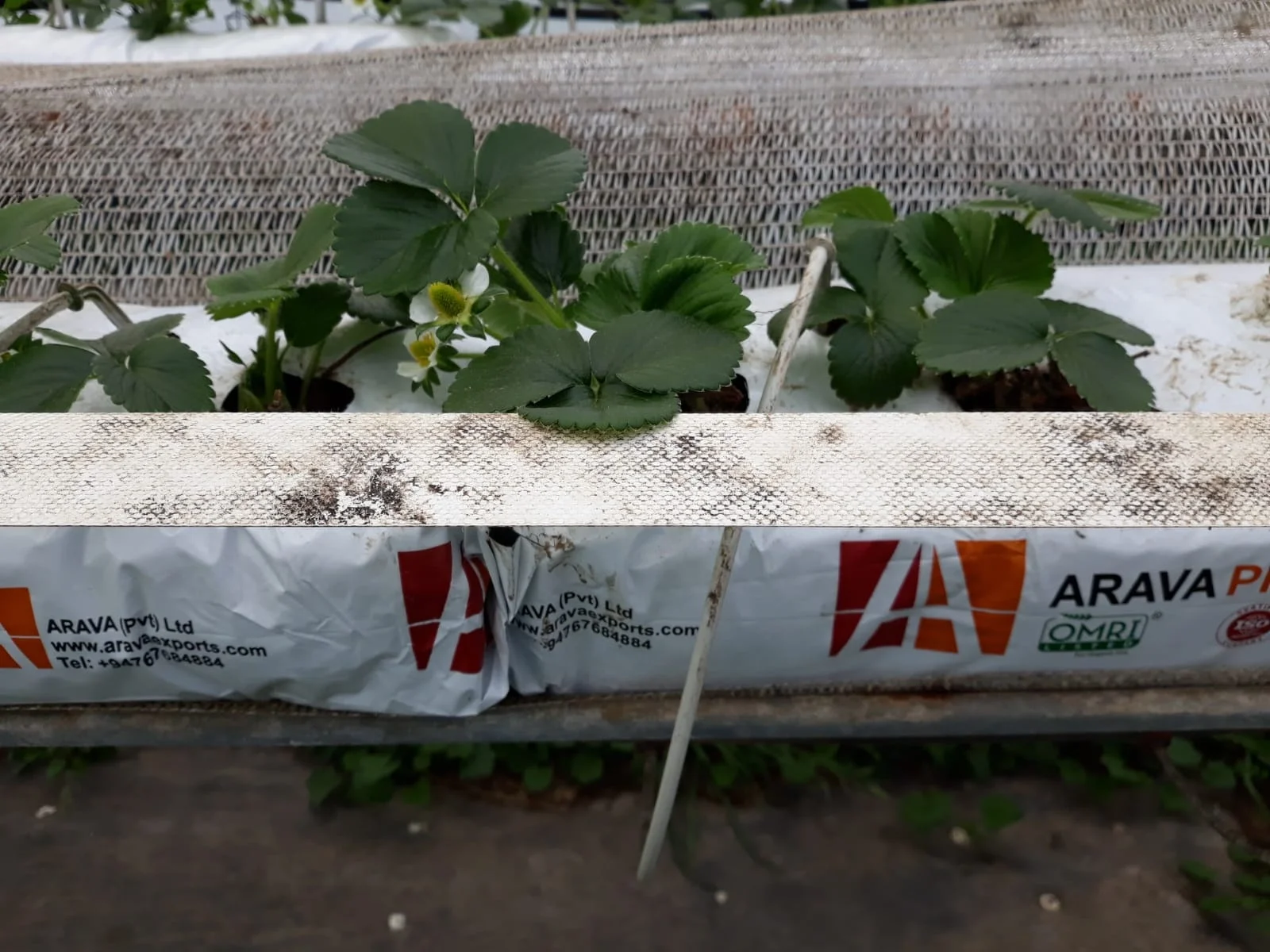 Strawberry Grow Bags  UV Treated