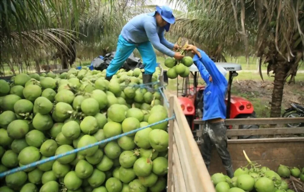 Fresh Young Coconut Water From Vietnam | V.A.F Vietnam Agriculture Food