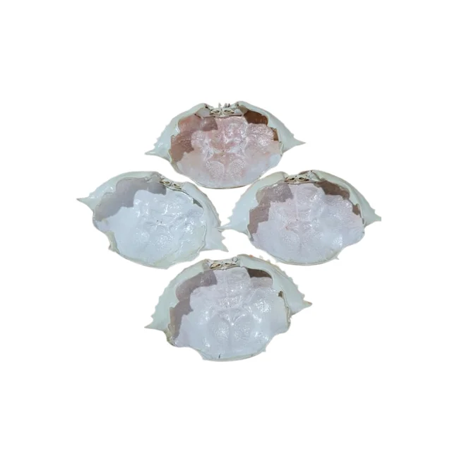 Natural Crab Shell Dried Whole Fish Tank Decorative Collection Preferential Import and Export Prices for 2024