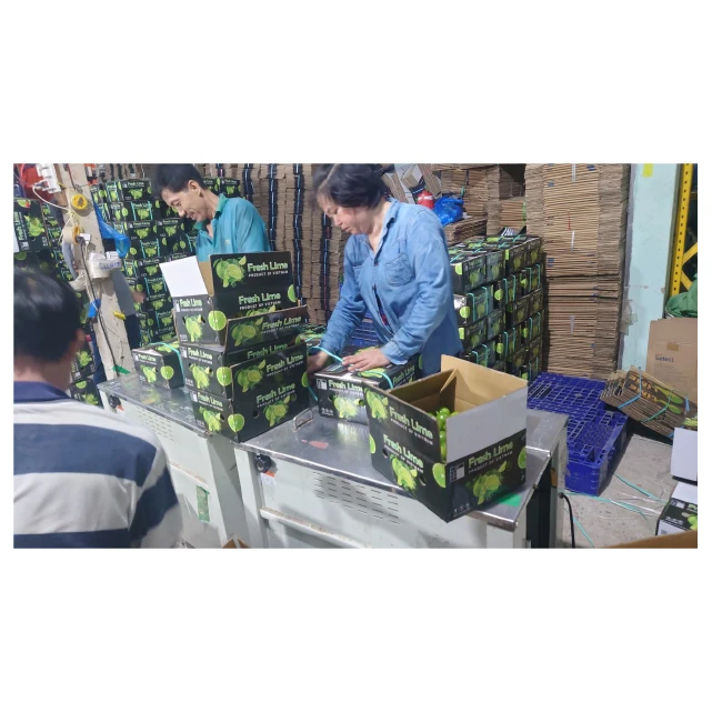Product fresh lime premium quality new crop from Viet Nam to US market