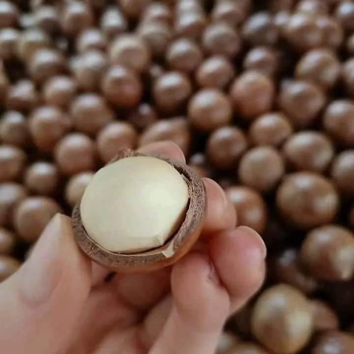 Экспортный дешевый орех макадамии от вьетнамского поставщика