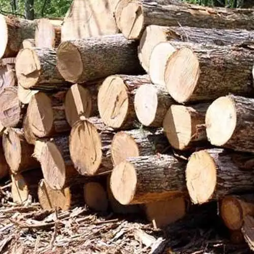 Бревна из сосновой древесины деревянные бревна дуба для поставки по низкой