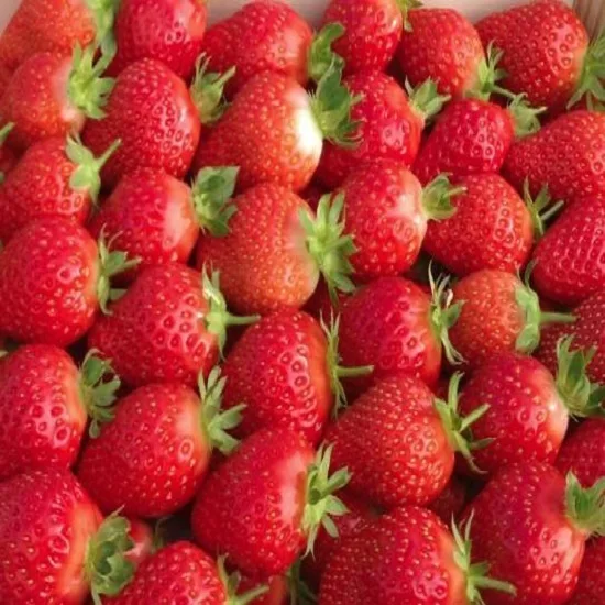 Buy best Frozen Strawberry/ Quality Fresh Strawberry Fast Shipping to all Location at cheap price