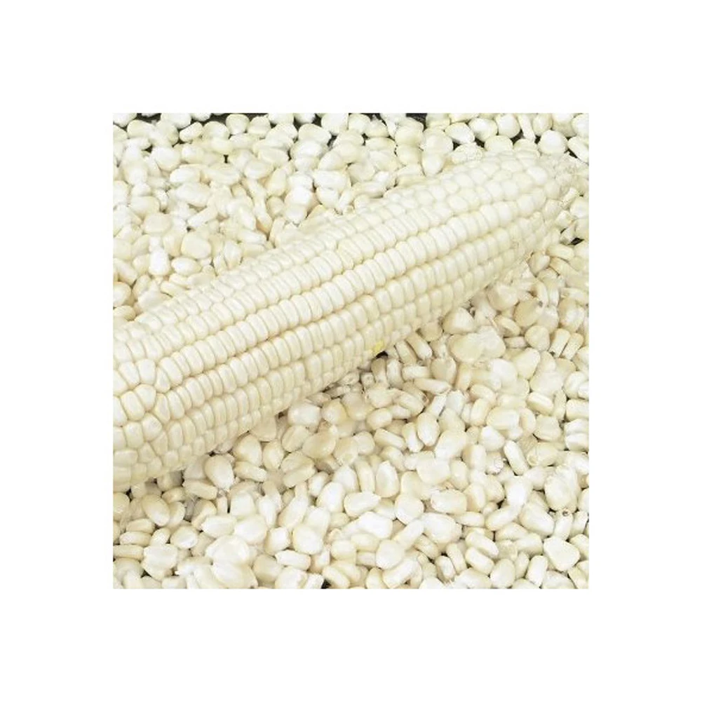 Dried Cracked/Broken White Maize/Corn Non-GMO Fit for Animal Feed