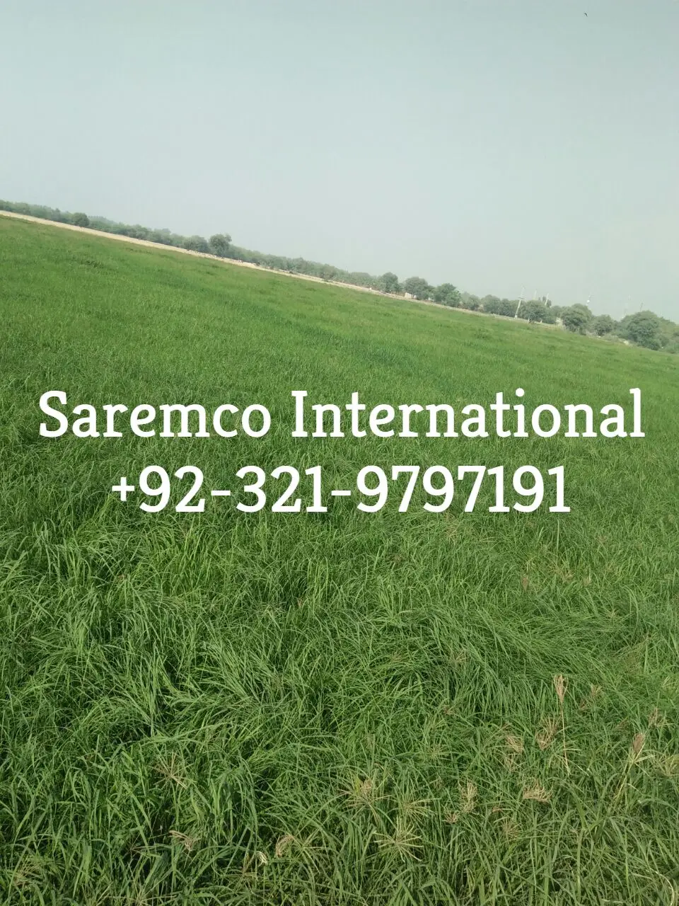 Rhodes grass pellet seed from Pakistan best dust free bales for Animal Feed Suppliers Import Export wholesale price