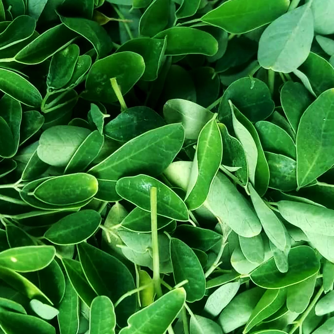 Natural Leaves Moringa Oleifera Leaf Extract Powder High Quality Freshly Moringa Leaf OEM Private Label