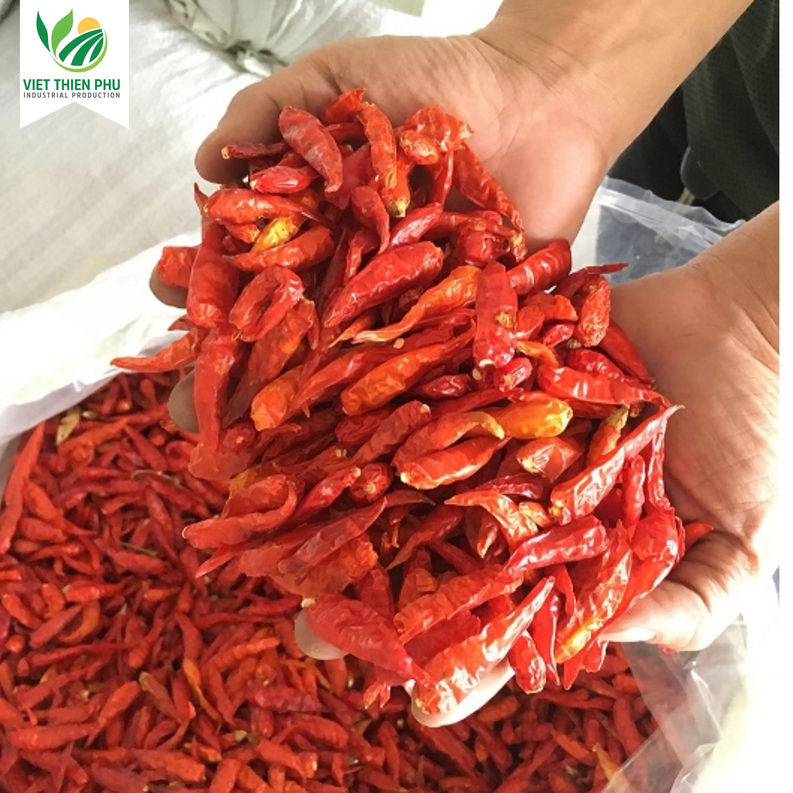 VIET THIEN PHU-Dried Red Chili Single Spices Chilli High Quality Top Product Of Vietnam