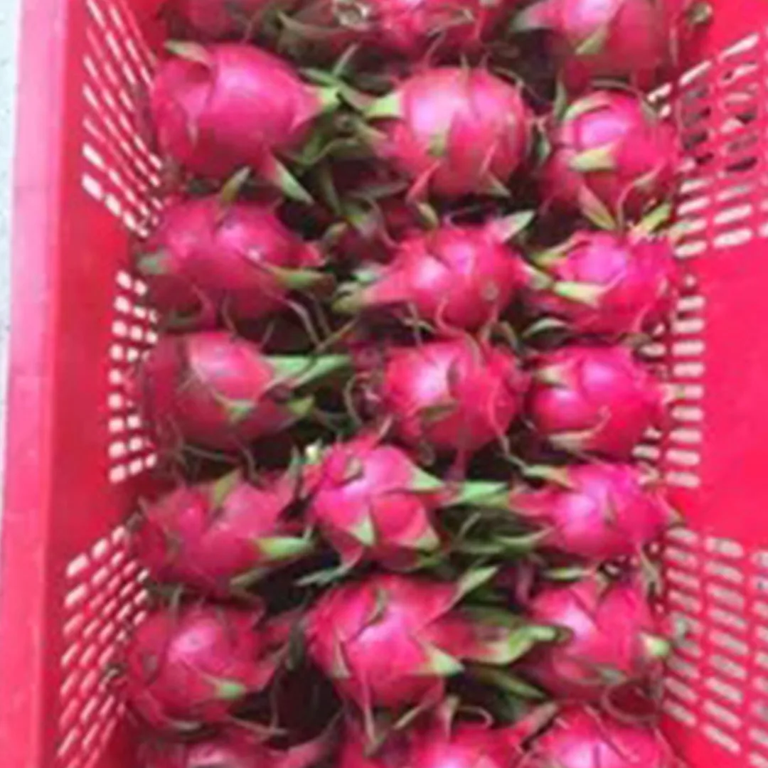 BEST SELLING 2023 NATURAL HIGH QUALITY RED DRAGON FRUIT VIET NAM FOR SUPER MARKET