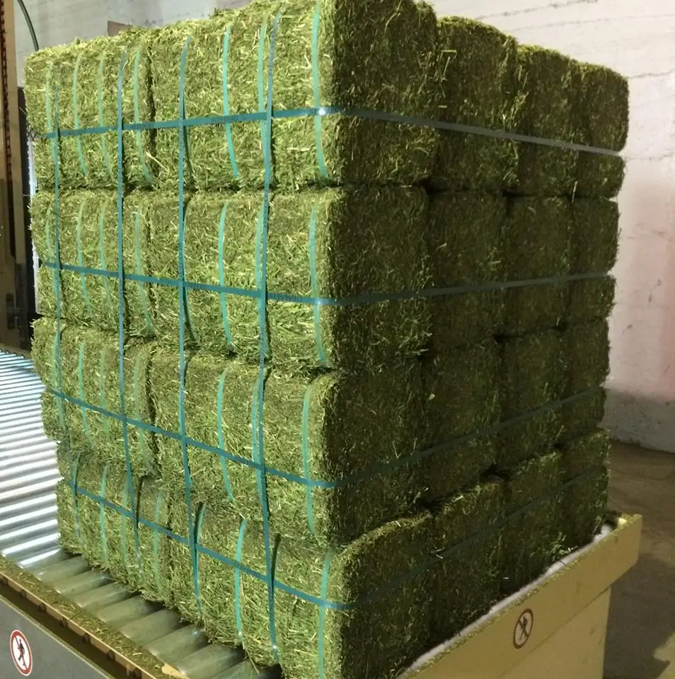 Whole Sale Alfalfa Hay for Animal Feeding Good Price