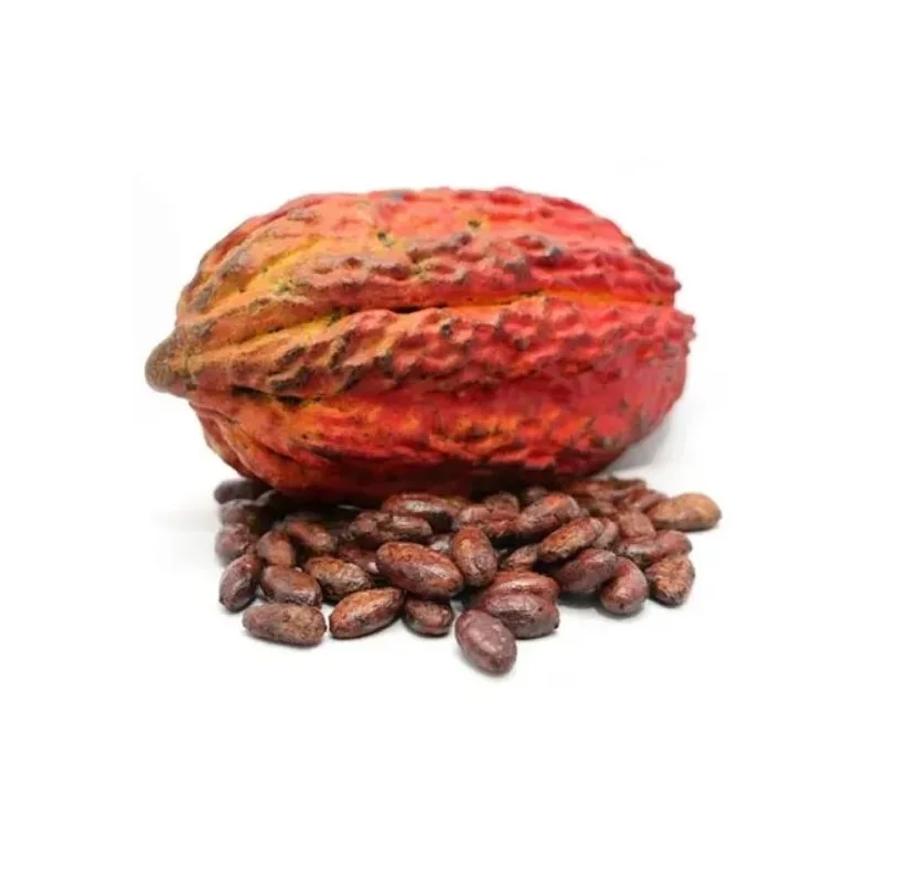 Organic Raw Cacao Beans High Quality Cacao Powder